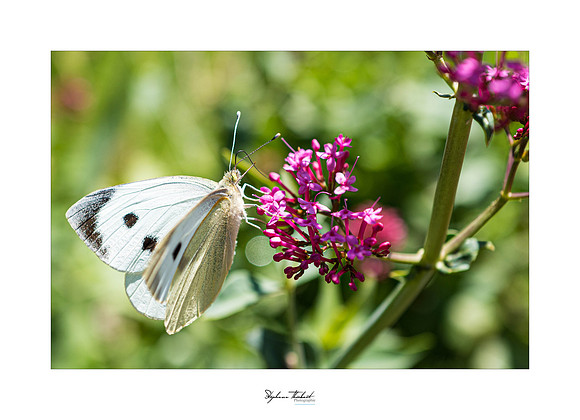 macrophotographie