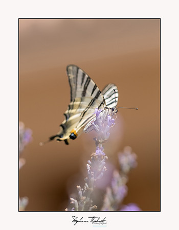 macrophotographie