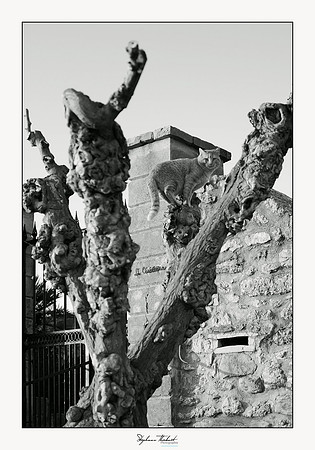 La Cadière d'Azur