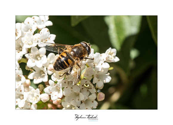 macrophotographie