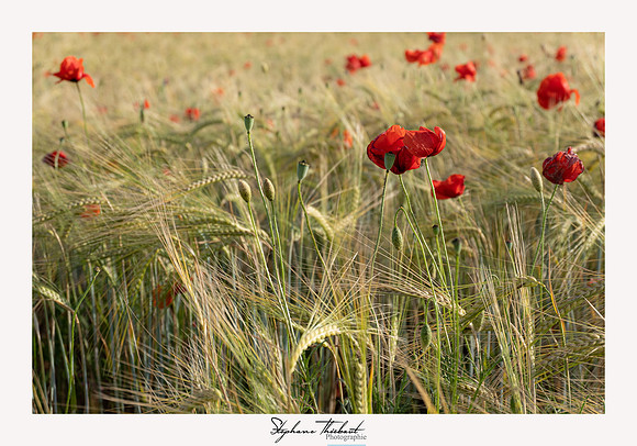 Moustiers-Sainte-Marie