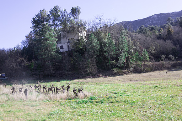Des vignes à Mazaugues