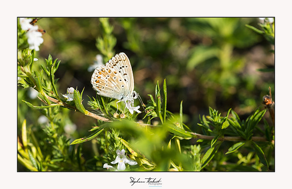 macrophotographie