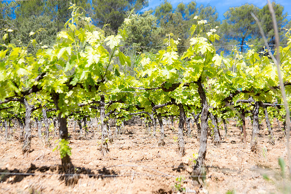 Montfort-sur-Argens