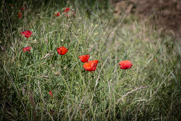 Montfort-sur-Argens
