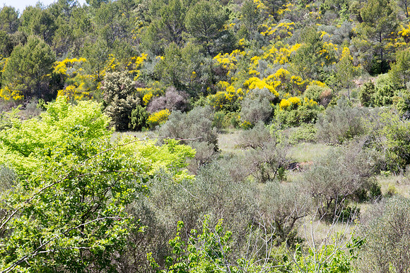 Montfort-sur-Argens