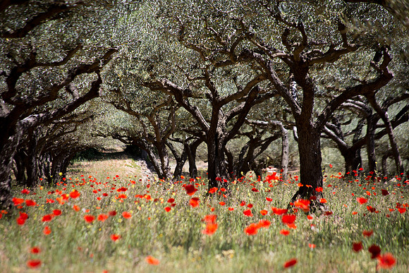 Montfort-sur-Argens