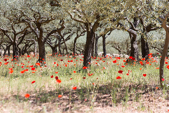 Montfort-sur-Argens