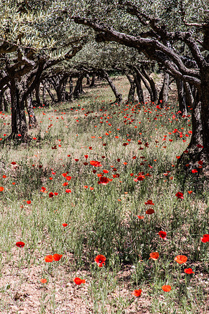 Montfort-sur-Argens