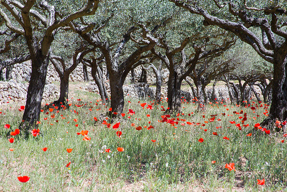 Montfort-sur-Argens