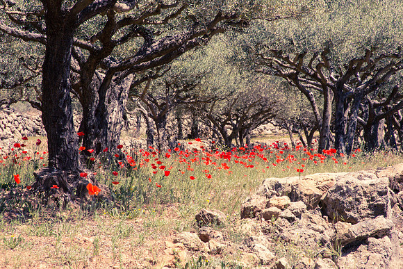 Montfort-sur-Argens