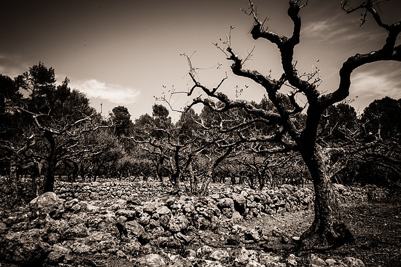 Montfort-sur-Argens