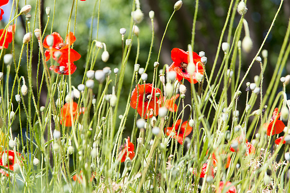 Montfort-sur-Argens