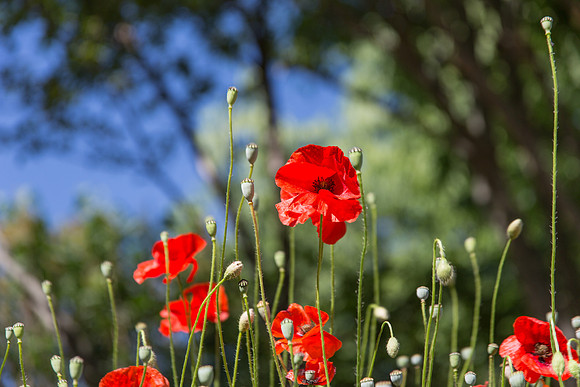 Montfort-sur-Argens