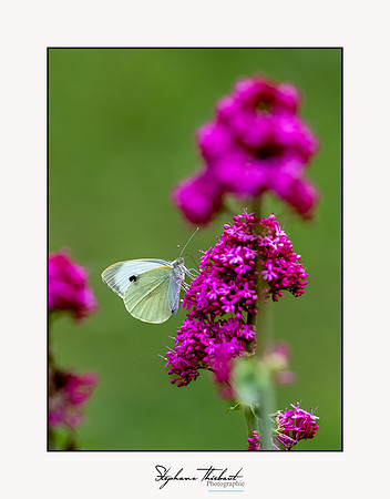 macrophotographie