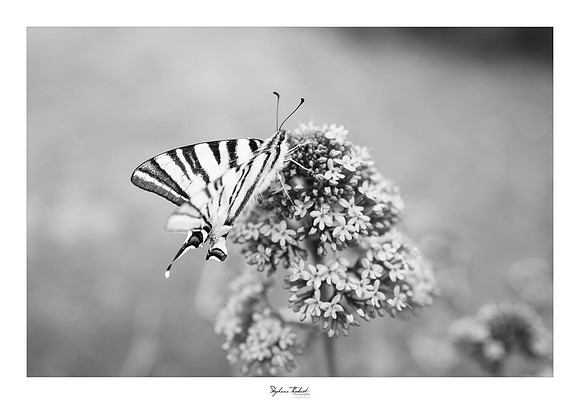 macrophotographie