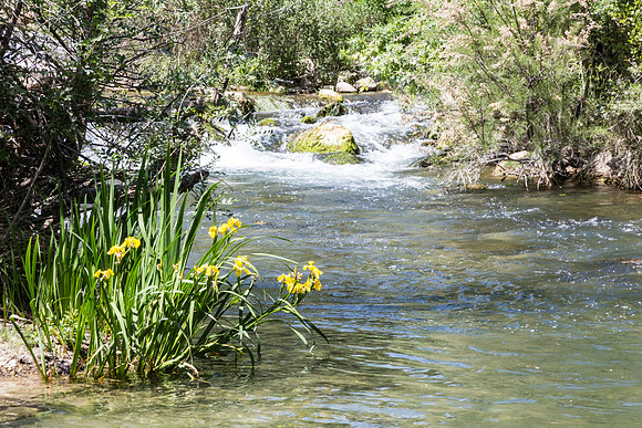 Correns