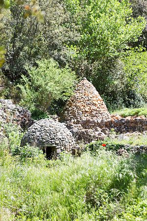 Correns