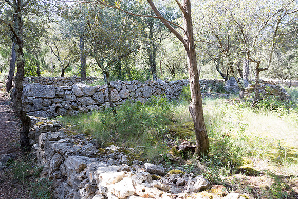 Correns