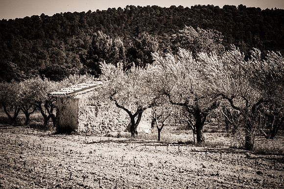 Correns
