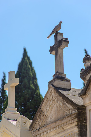 Tourterelle au cimetière Saint-Pierre