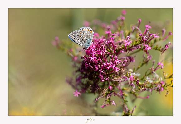macrophotographie