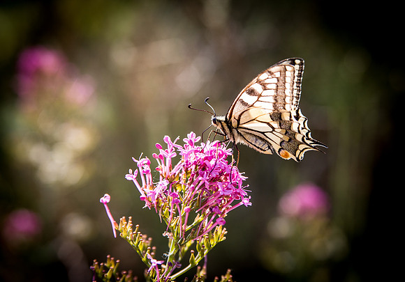 Papillons de Tavernes