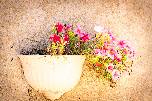 Fleurs au mur