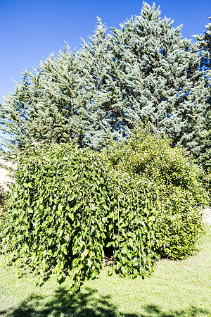 Teintes des arbres