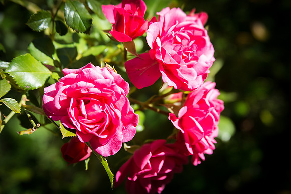 Somptueuses roses