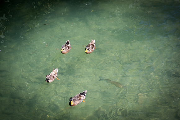 Canards de l'Argens à Correns