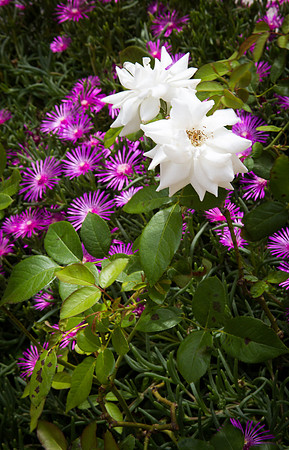 Fleurs de Carcès