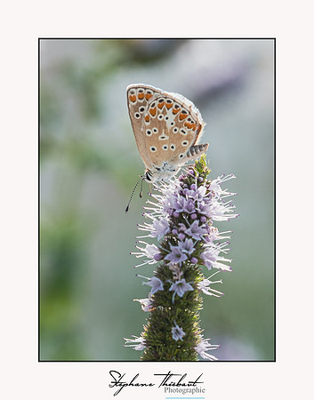 macrophotographie
