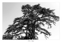 Domaine de Chaumont