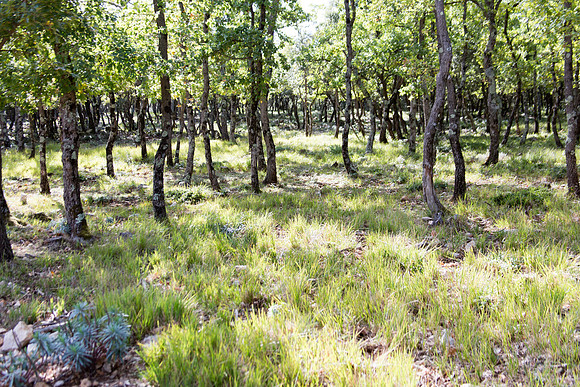 Randonnée à Garéoult