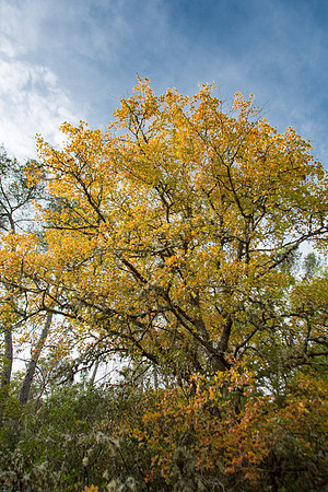 Lumières d'automne à Tourves