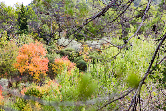 Lumières d'automne à Tourves