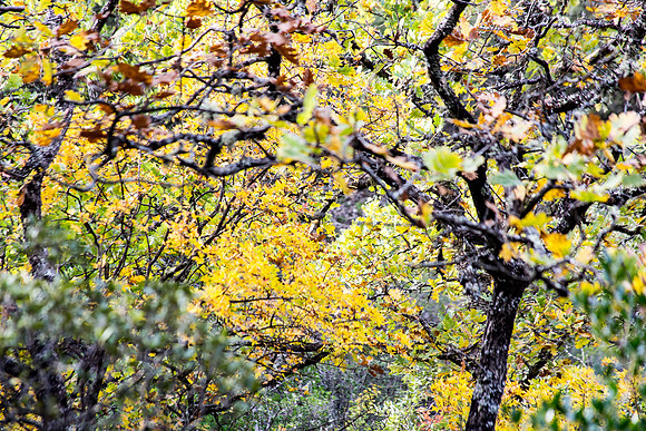 Lumières d'automne à Tourves
