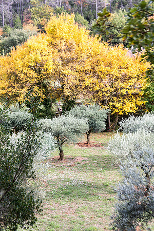 Lumières d'automne à Tourves