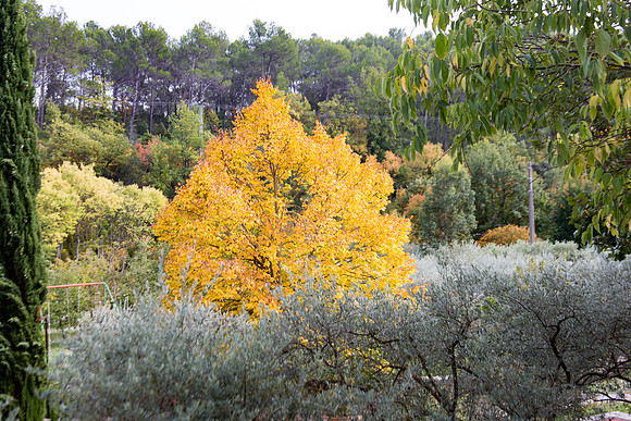 Lumières d'automne à Tourves