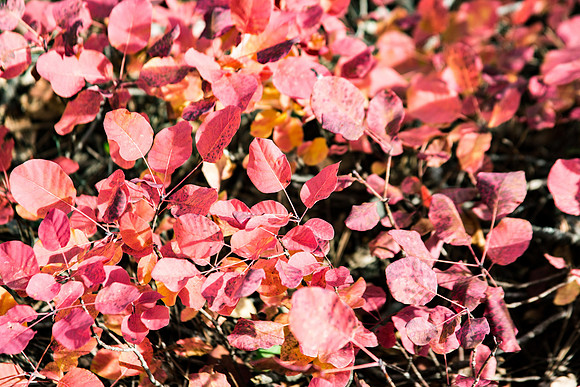 Lumières d'automne à Tourves