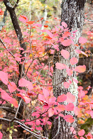 Lumières d'automne à Tourves