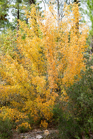 Lumières d'automne à Tourves