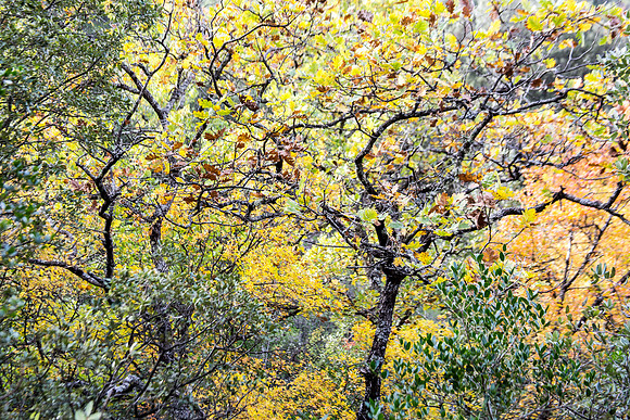 Lumières d'automne à Tourves