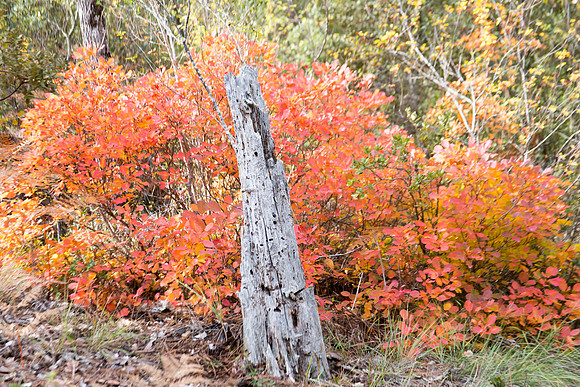 Lumières d'automne à Tourves