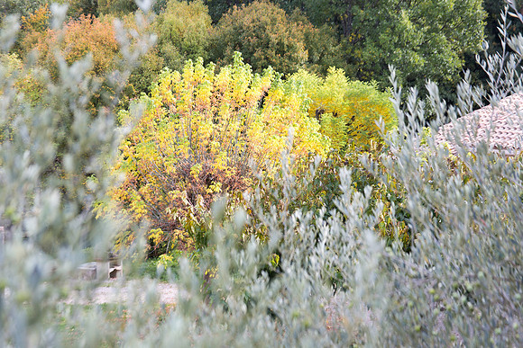 Lumières d'automne à Tourves