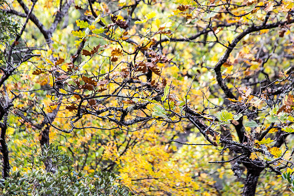 Lumières d'automne à Tourves