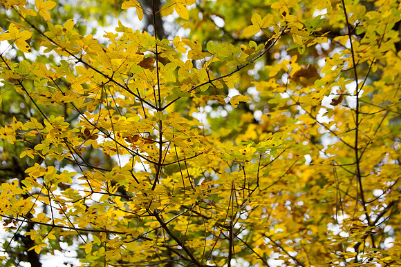 Lumières d'automne à Tourves