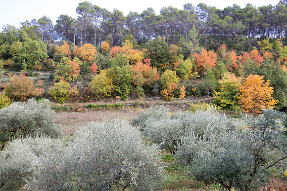 Lumières d'automne à Tourves