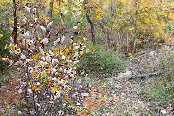 Lumières d'automne à Tourves